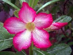 Feb 28, 2020 · the adenium aka desert rose is included in the list of plants considered dangerously toxic to humans, dogs, cats, and horses. Desert Rose Poisonous Plant For Pets
