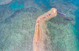 Semua jenis ikan yang hidup di dalam laut walau apa pun namanya. Jamu Selera Tengah Laut