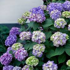 Maybe you would like to learn more about one of these? Endless Summer 3 Gal Bloomstruck Hydrangea Macrophylla Live Deciduous Shrub Pink Or Blue Or Purple Blooms 2635b3 The Home Depot