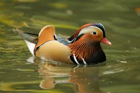 Mandarin Duck Photos The 15 Cutest Endangered Animals In The World Time Com