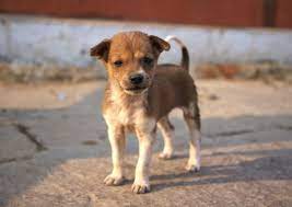 Like native american indian dogs, they are incredibly loyal, gentle creatures who love to be at your where to buy native american indian dog puppies. The Irony That Is The Book Of Indian Dogs