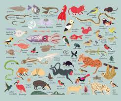 Julia Wauters Les Animaux Animaux En Francais Fle Illustration