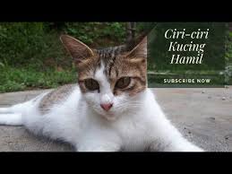 Masa mengandung kucing berlangsung selama 59 70 hari. Tanda Tanda Kucing Hamil Youtube
