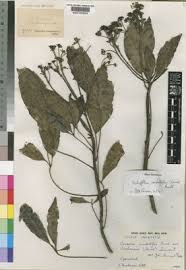 Image result for Astropanax myrianthus