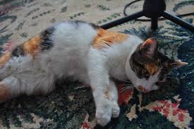How Long When Do Cats Stay In Heat How Can You Tell If She S In Heat And What Care Should You Take Cats Cat In Heat Kitten Adoption