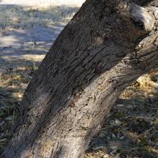 Image result for Meiostemon tetrandrus