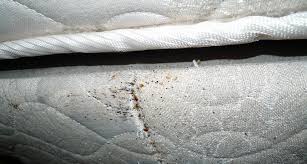 Image result for bedbugs on mattress