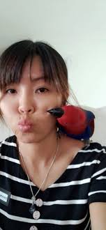 Missing female eclectus parrot in Cranbourne West