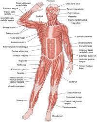 Muscles that contain a lot of slow twitch fibres are red, because they contain lots of blood vessels. Superficial Muscles Front View Carlson Stock Art