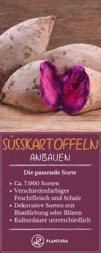 Susskartoffeln Anbauen Tipps Zum Pflanzen Im Garten Susskartoffeln Anbauen Gemuse Anbauen Garten