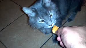 Blue for cats dry cat food recipes are made with the finest natural ingredients enhanced with vitamins and minerals. My Cat Gagging And Dry Heaving Youtube