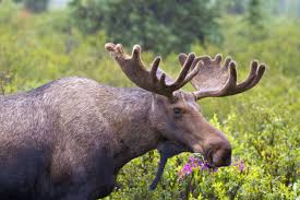 10 Gigantic Facts About Moose Mental Floss