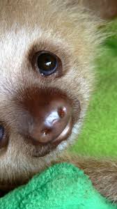 s baby nature sloth wallpaper