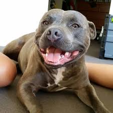 Happy Staffy English Staffordshire Bull Terrier Storm Blue Fawn Brindle Family Pet Staffy Bul English Staffordshire Bull Terrier Nanny Dog Pet Birds