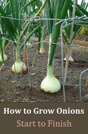 Alternative Gardning How To Grow Onions From Start To Finish Growing Vegetables Veggie Garden Veg Garden