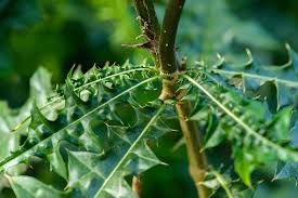 Image result for Acanthus montanus