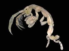 Image result for Equilabium gracile