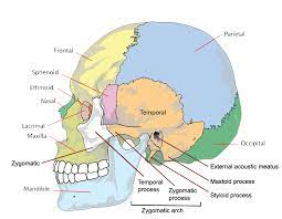 The Bones Of The Skull Human Anatomy And Physiology Lab Bsb 141