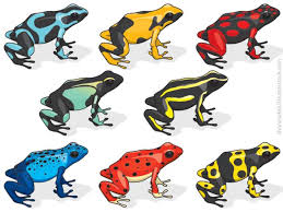 Poison Dart Frog Facts For Kids Active Wild