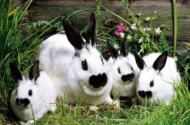 ماذا يقدم موقع التحميل من الانستقرام؟ من خلال موقع حفظ الانستقرام تستطيع تحميل الصور ومقاطع الفيديو والريلز والستوري على جهازك سواء كان ايفون او اندرويد او كمبيوتر بدون برامج، حتى ان كان الحساب الذي تود التحميل منه. Ø£Ø±Ø§Ù†Ø¨ ØªØ¹Ø«Ø± Ø¹Ù„Ù‰ ÙƒÙ†Ø² Ø¹Ù…Ø±Ù‡ 8 Ø¢Ù„Ø§Ù Ø¹Ø§Ù… ÙÙƒØ± ÙˆÙÙ† Ø´Ø±Ù‚ ÙˆØºØ±Ø¨ Ø§Ù„Ø¨ÙŠØ§Ù†