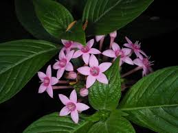 Image result for Pentadiplandraceae