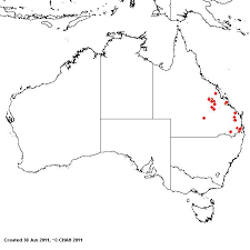 Image result for Moorochloa eruciformis