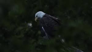 85 Eagles Guard Stock Videos, Footage, & 4K Video Clips