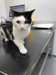 Here's some cats and dogs doing halloween better than you! The Pet Vet Grumio Was Brought Into The Pet Vet Barnsley Facebook
