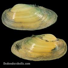 Our affiliates work with professional development within. Unio Pictorum 2 De Donder Shells