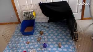 Today's video shows you how to prepare a cage for your new arrival!rosie's cage is left open, she has the run of her room.camera: How To Set Up A Rabbit Cage Youtube