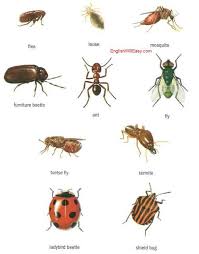 Insects Dictionary For Kids Insects Shield Bugs Dictionary For Kids