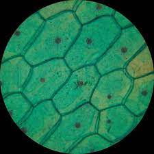 Here's a diagram of a plant cell: How These 26 Things Look Like Under The Microscope With Diagrams