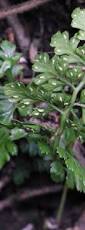 Image result for Asplenium laurentii