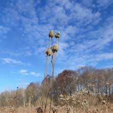 Image result for Ottelia cylindrica