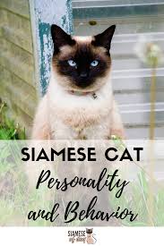 Siamese cats are one of the more popular domesticated cat breeds the modern siamese cat also has an elongated, thin neck and tail. Siamese Cat Personality And Behavior Siameseofday Cat Personalities Siamese Cats Siamese Kittens