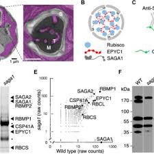 При участии нескольких звёзд экрана: Pdf Assembly Of The Algal Co2 Fixing Organelle The Pyrenoid Is Guided By A Rubisco Binding Motif