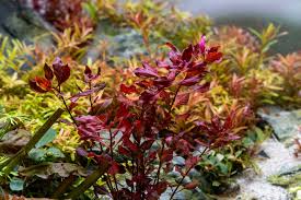 Image result for Ludwigia