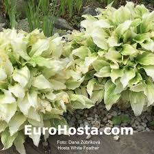 Hosta white feather is an amazing recent development in the hosta range. Hosta White Feather Eurohosta