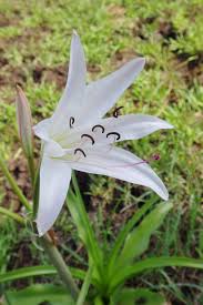Image result for Crinum macowanii
