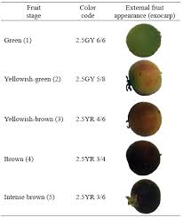 Image result for Dovyalis sp. A