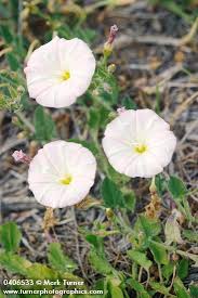 Image result for Convolvulus arvensis
