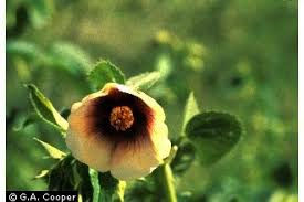 Image result for Abutilon hirtum
