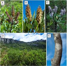 Image result for Faurea rochetiana