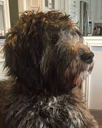 The small poodle breed with the tall irish wolfhound mix gives you a tall wolfoodle hybrid. Murphy At 6 Months Poodle Mix Standard Poodle Mix Irish Wolf