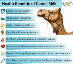 Another protein that human breast milk and camel milk have in common islysozyme (4). Pin On Health Benefits Of Camel Milk