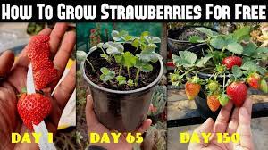 How To Grow Strawberries From Seed Seed To Harvest Youtube In 2021 Growing Strawberries Small Vegetable Gardens Growing Vegetables