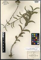 Image result for Aspilia rudis