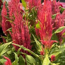 Image result for Celosia nervosa