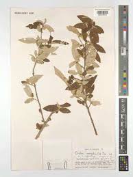 Image result for Neoboutonia macrocalyx