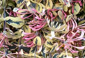 Check spelling or type a new query. Harlequin Honeysuckle Vine Cream Pink And Dark Green Variegated Leaves White To Yellow Flowers With A Gentl Honeysuckle Vine Yellow Flowers Beautiful Flowers